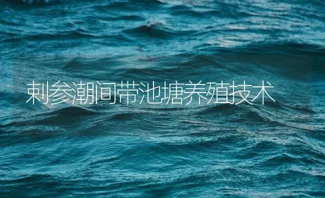 剌参潮间带池塘养殖技术 | 海水养殖