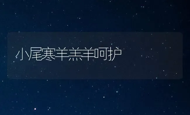 小尾寒羊羔羊呵护 | 家畜养殖