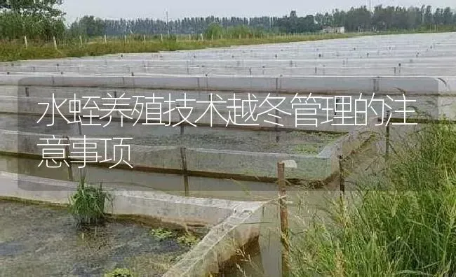 水蛭养殖技术越冬管理的注意事项 | 特种养殖