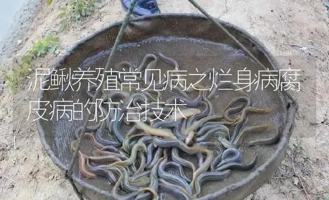 泥鳅养殖常见病之烂身病腐皮病的防治技术 | 淡水养殖