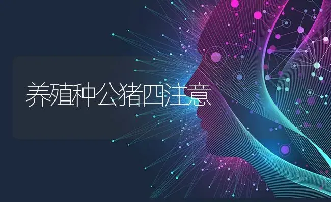 养殖种公猪四注意 | 家畜养殖