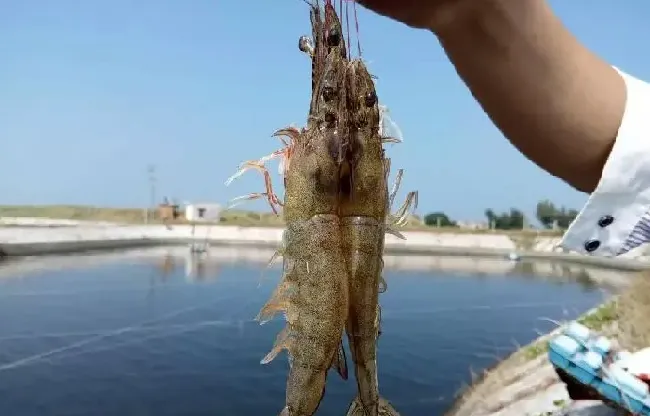 越冬池塘养殖南美白对虾需要注意的事项