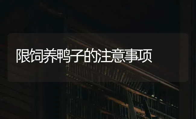 限饲养鸭子的注意事项 | 家禽养殖