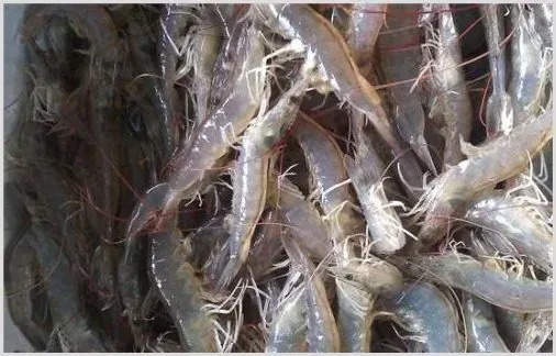 虾桃拉病毒病治疗药物与方法 | 养殖疾病大全