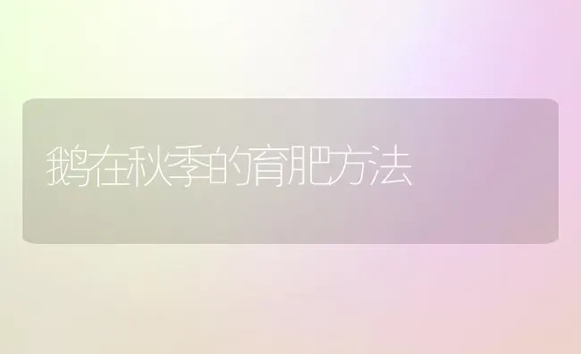 鹅在秋季的育肥方法 | 家禽养殖