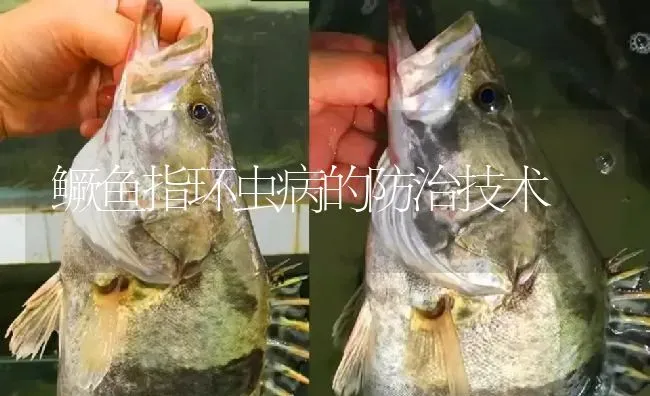 鳜鱼指环虫病的防治技术 | 淡水养殖