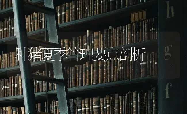 种猪夏季管理要点剖析 | 家畜养殖