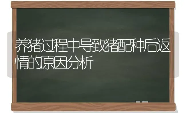 养猪过程中导致猪配种后返情的原因分析 | 家畜养殖