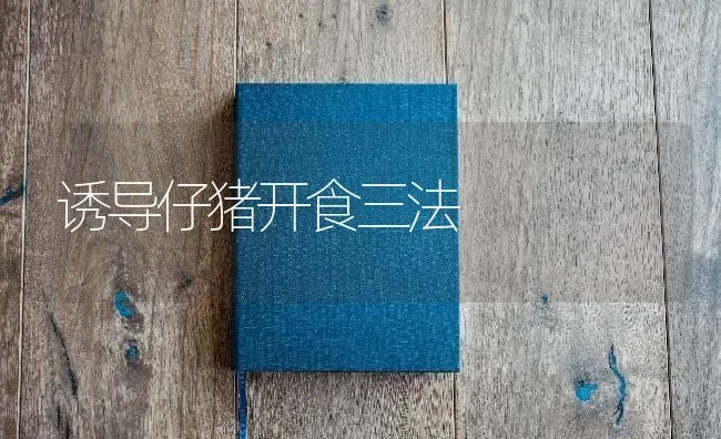 诱导仔猪开食三法 | 家畜养殖