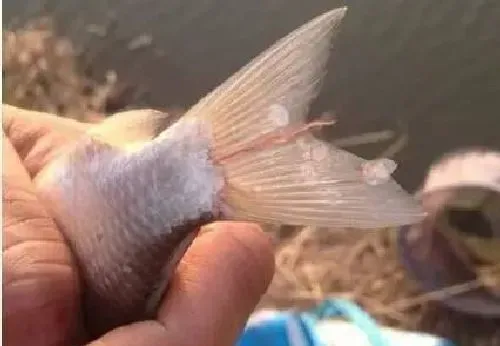 老司机独家倾囊传授6招实用鱼病防治方法请收好！