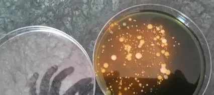 南美白对虾塘弧菌或革兰氏阴性菌超标解决办法