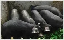 屯昌黑猪将与巴克夏杂交育出新猪种 | 农业养殖科普