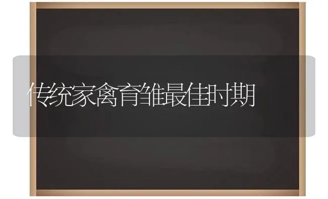 传统家禽育雏最佳时期 | 家禽养殖