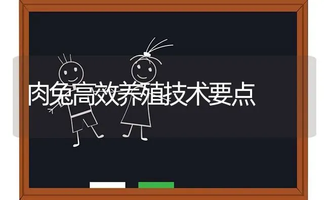 肉兔高效养殖技术要点 | 家畜养殖