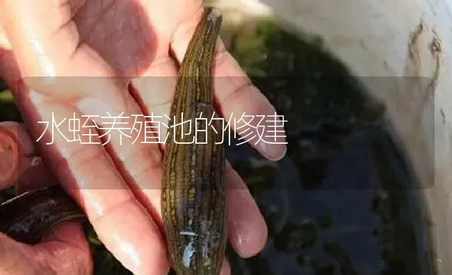 水蛭养殖池的修建 | 特种养殖
