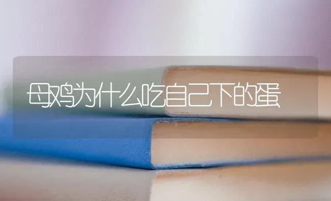 母鸡为什么吃自己下的蛋 | 家禽养殖