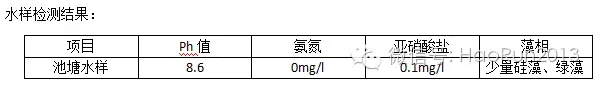 处理小棚南美白对虾老绿水吃料慢