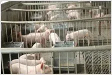 保育仔猪的预防管理 | 动物饲养方法