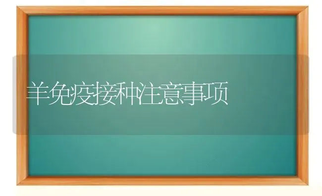 羊免疫接种注意事项 | 家畜养殖