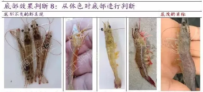 池塘底改是个很高深的问题吗？养殖户朋友能不能简单地底改？