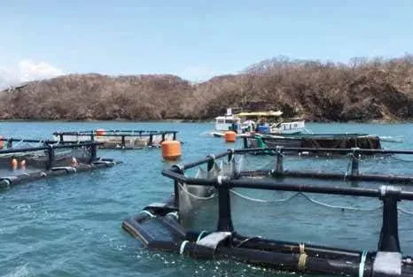 大豆浓缩蛋白替代鱼粉在笛鲷养殖中的应用