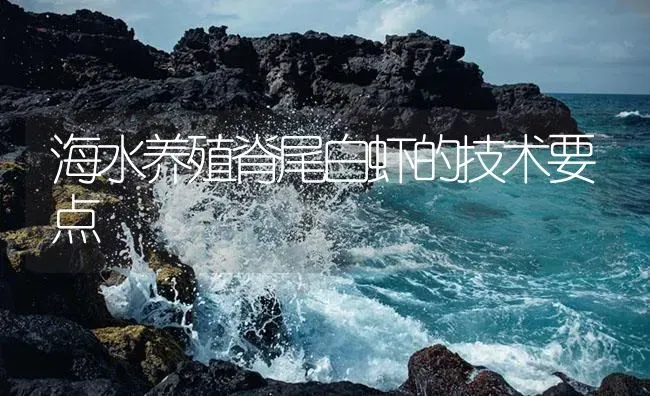 海水养殖脊尾白虾的技术要点 | 海水养殖