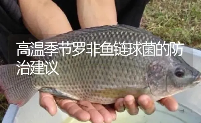 高温季节罗非鱼链球菌的防治建议 | 淡水养殖