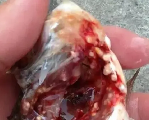 老司机独家倾囊传授6招实用鱼病防治方法请收好！