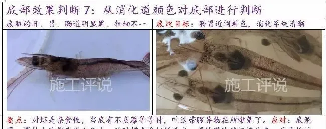 池塘底改是个很高深的问题吗？养殖户朋友能不能简单地底改？