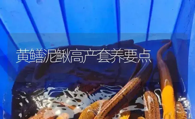 黄鳝泥鳅高产套养要点 | 淡水养殖