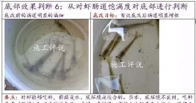池塘底改是个很高深的问题吗？养殖户朋友能不能简单地底改？