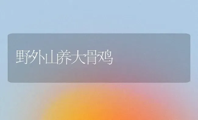野外山养大骨鸡 | 家禽养殖