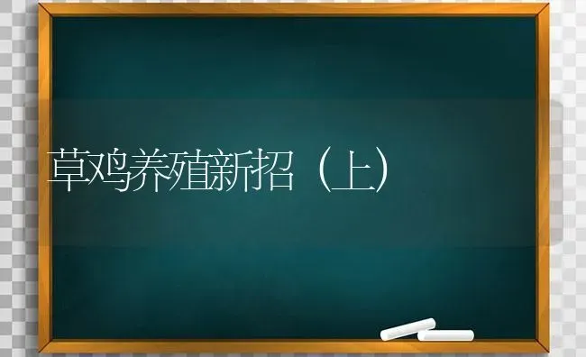 草鸡养殖新招（上） | 家禽养殖