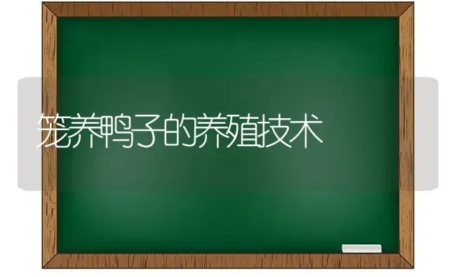 笼养鸭子的养殖技术 | 家禽养殖
