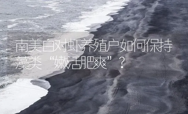 南美白对虾养殖户如何保持藻类“嫩活肥爽”? | 海水养殖