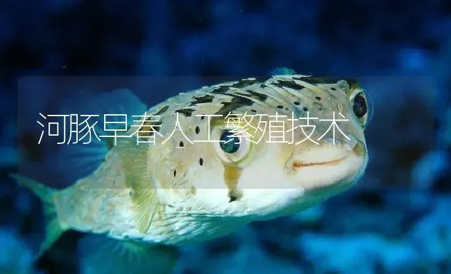 河豚早春人工繁殖技术 | 淡水养殖