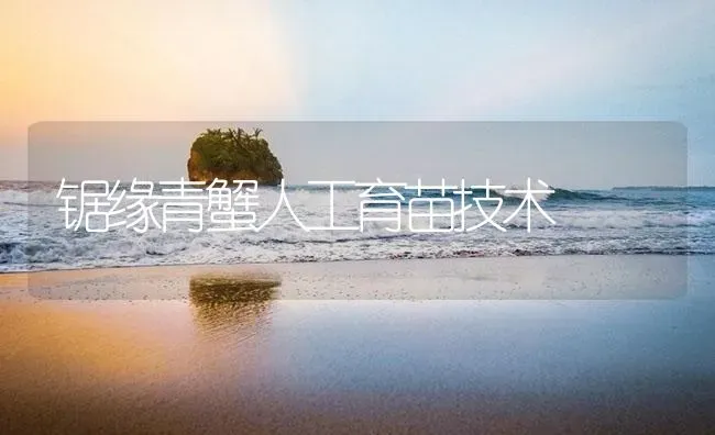 锯缘青蟹人工育苗技术 | 海水养殖