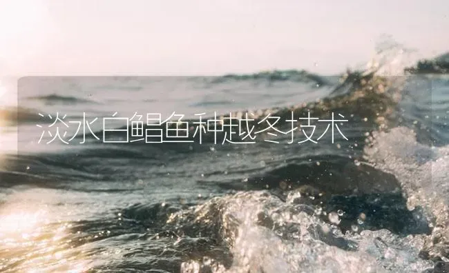 淡水白鲳鱼种越冬技术 | 淡水养殖