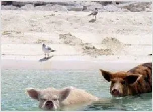 猪伪狂犬病 | 动物养殖资料