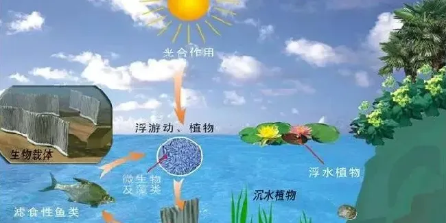 增氧增产，是养蟹必由之路！这篇文章把溶解氧都讲透了，快收藏！