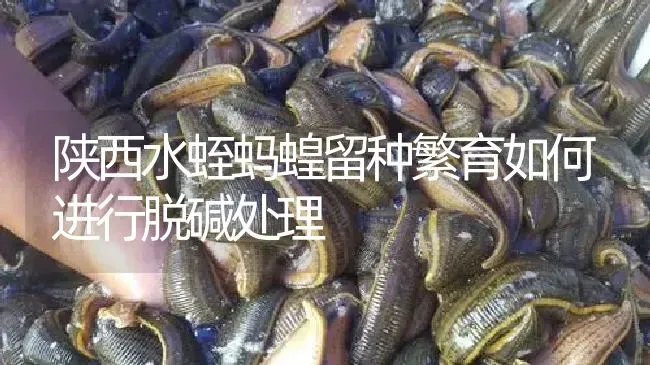 陕西水蛭蚂蝗留种繁育如何进行脱碱处理 | 特种养殖