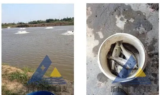 水质较差的池塘海鲈反复游水处理一例