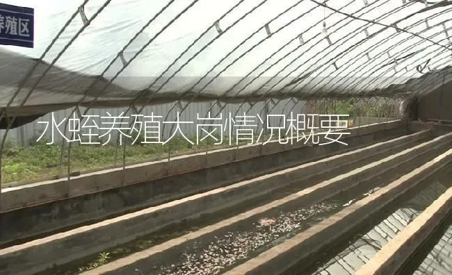 水蛭养殖大岗情况概要 | 特种养殖