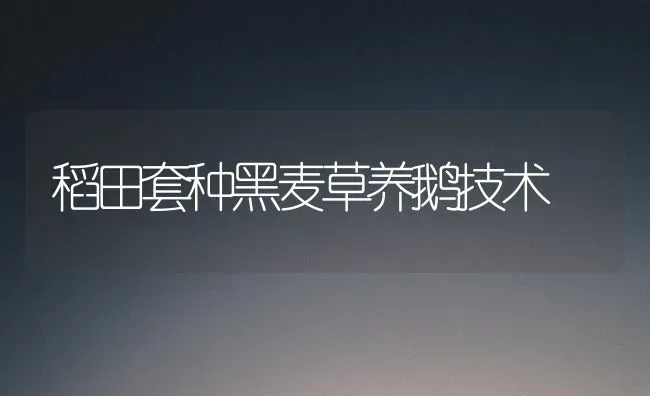 稻田套种黑麦草养鹅技术 | 家禽养殖
