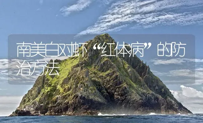 南美白对虾“红体病”的防治方法 | 海水养殖