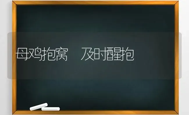 母鸡抱窝 及时醒抱 | 家禽养殖