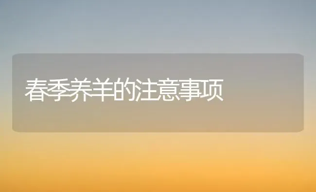 春季养羊的注意事项 | 家畜养殖