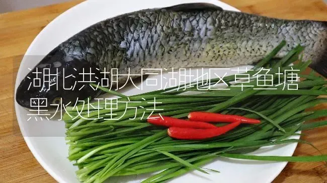 湖北洪湖大同湖地区草鱼塘黑水处理方法 | 淡水养殖