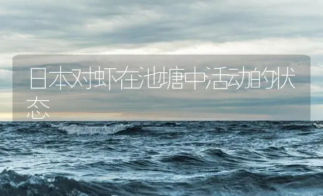 日本对虾在池塘中活动的状态 | 海水养殖