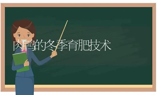 肉鸭的冬季育肥技术 | 家禽养殖